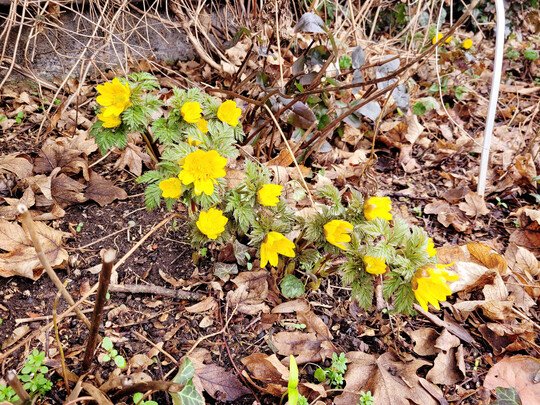 Adonis amurensis hort. Fukujukai