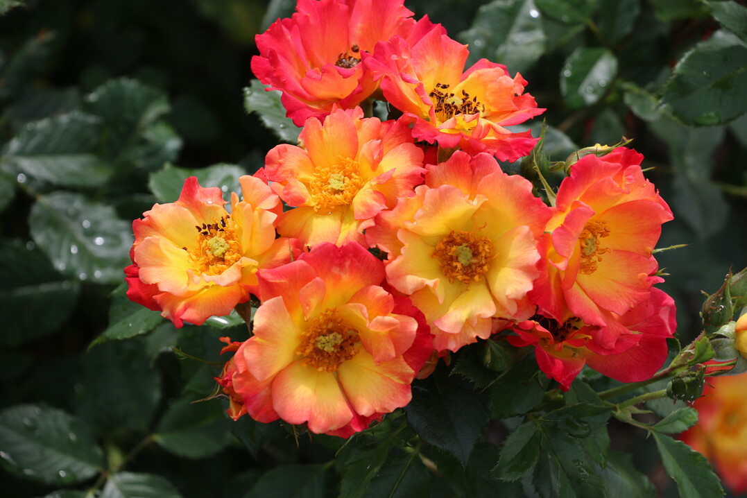 Rosa Summer of Love