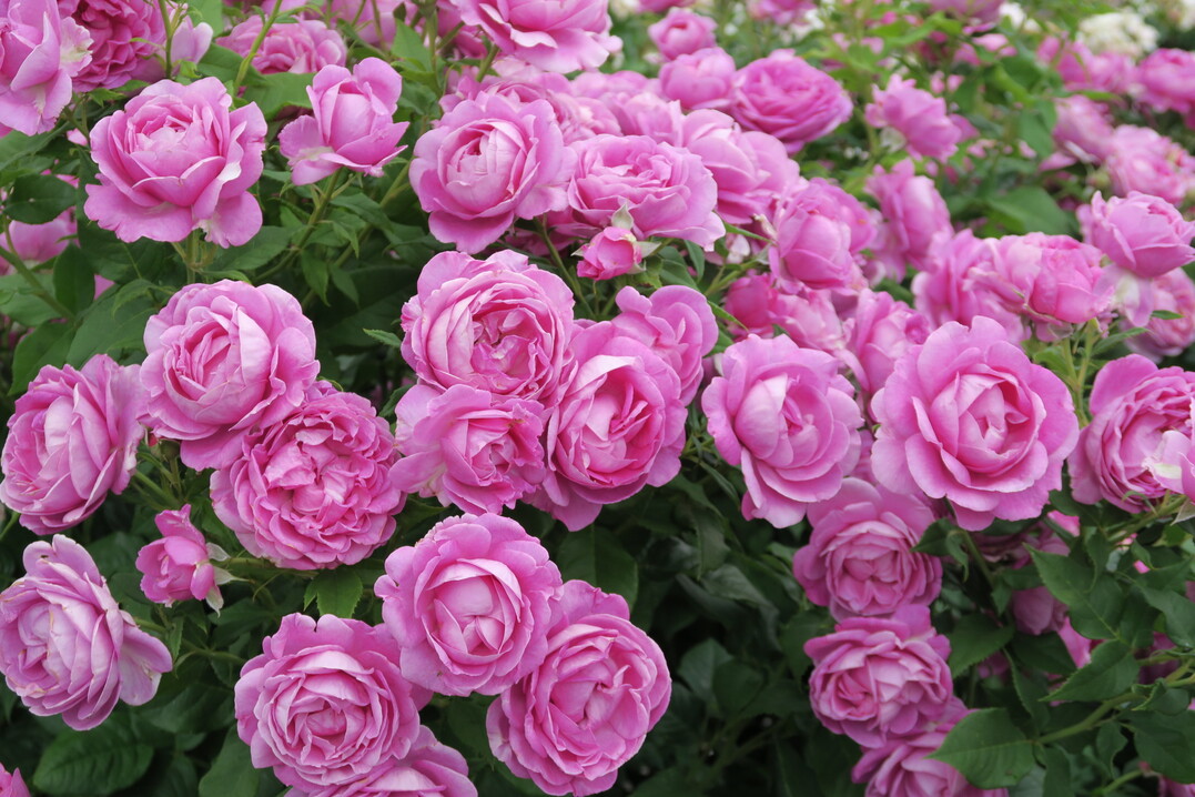 Rosa Carmen Wrth