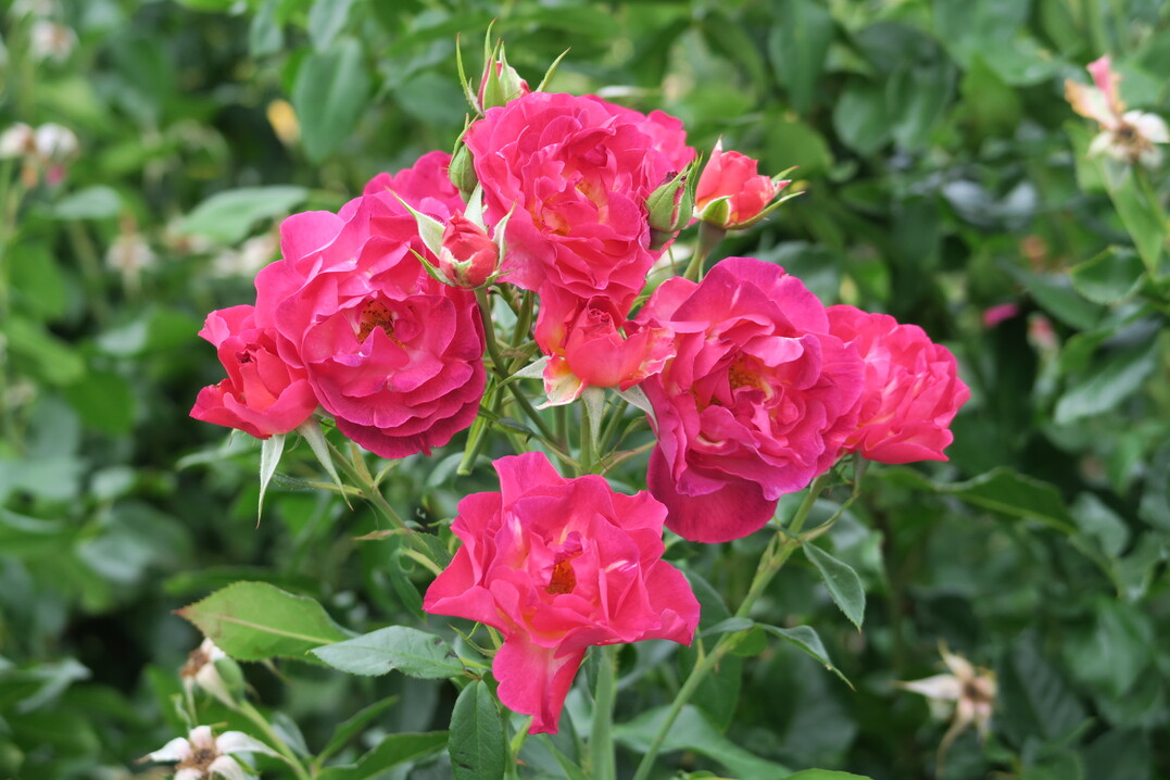 Rosa Ile de Fleurs