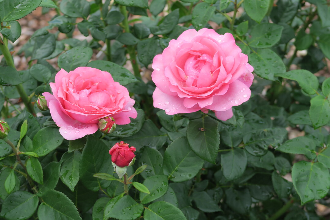 Rosa Desire