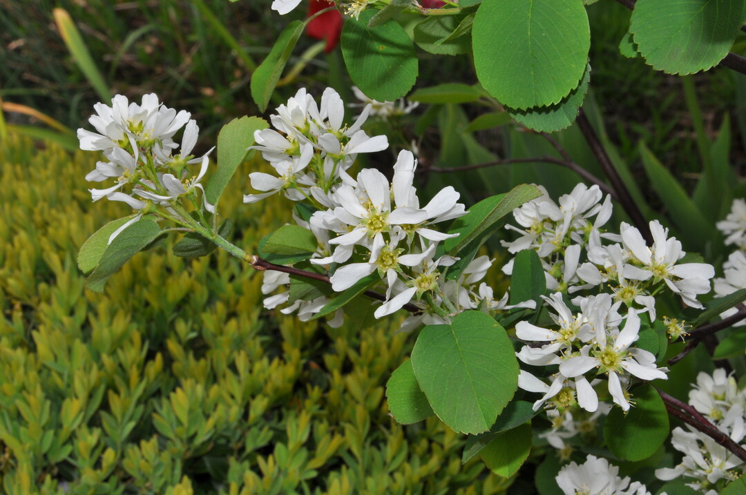 Amelanchier alnifolia und A. ovalis sind kleine, trockenheitsresistente Felsenbirnen. Ihre roten oder schwarzroten Frchte sind essbar.