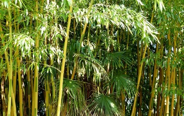 Ohne Eingrenzung breitet sich Phyllostachys vivax Huangwenzhu inversa hainartig aus. 