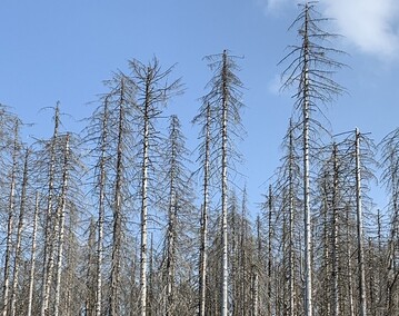 Mehr als 100 Millionen Altbume sind in Deutschland in Folge des Klimawandels bereits abgestorben. Wie hier im Harz verursachen Schdlinge an den geschwchten Bumen irreparable Schden. 