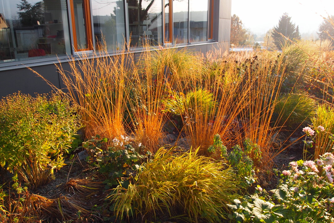 Molinia Heidebraut punktet mit aufrecht transparenten Bltenstnden, die in gelber Herbstfrbung grafische Akzente setzen.