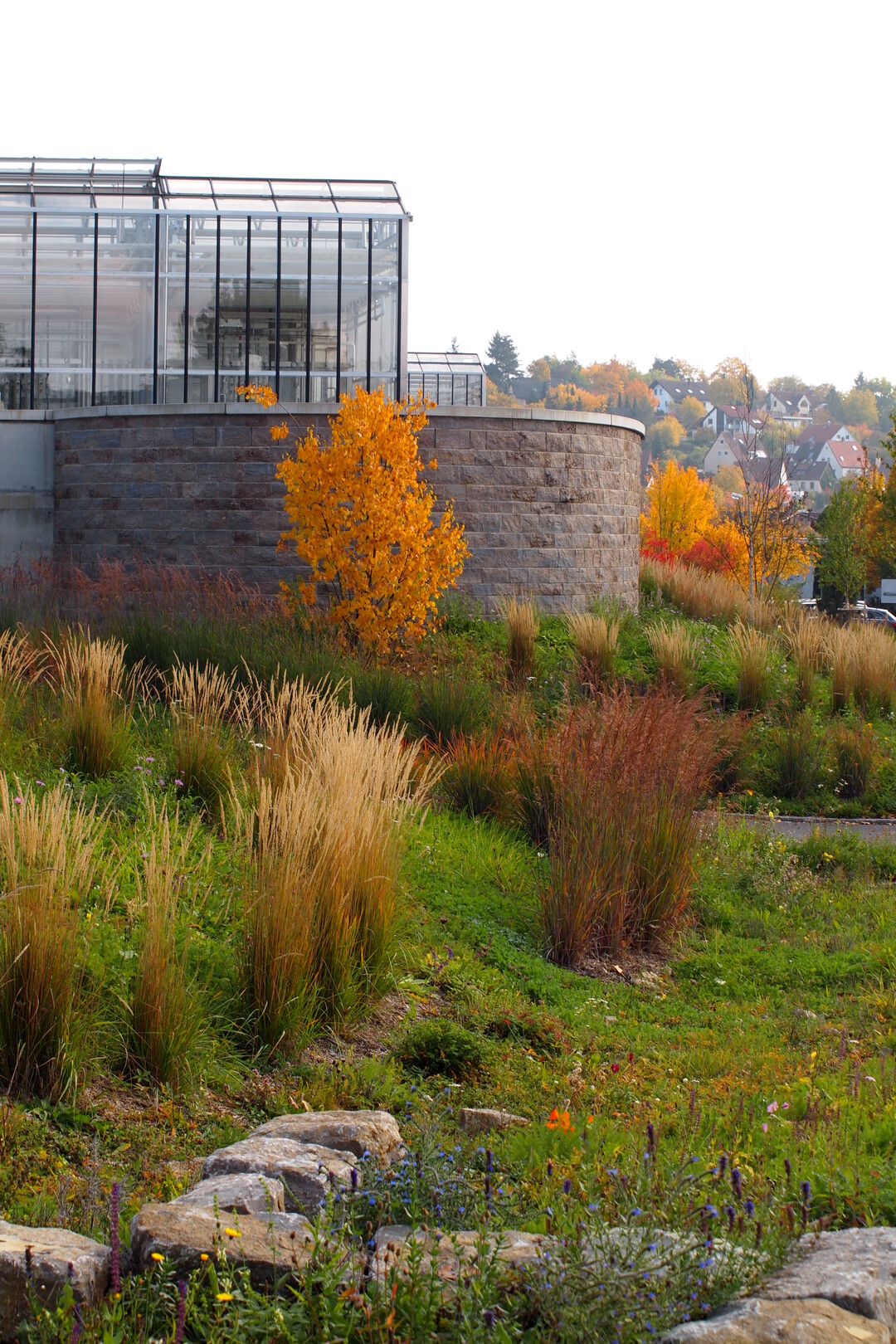 Oktober 2015, die Kombination von Calamagrostis Karl Frster (links), Sorghastrum nutans Sioux Blue ergeben mit Birken und Ahornen eine farbenfrohe Herbststimmung