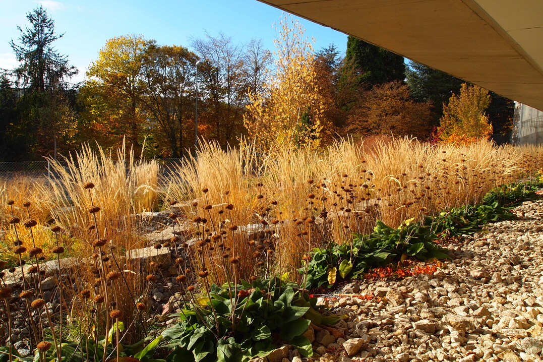 Entlang einer offenen Tiefgarage zeigt sich Calamagrostis Karl Frster in Kombination mit den attraktiven Fruchtstnden von Phlomis russeliana in herbstlicher Pracht.