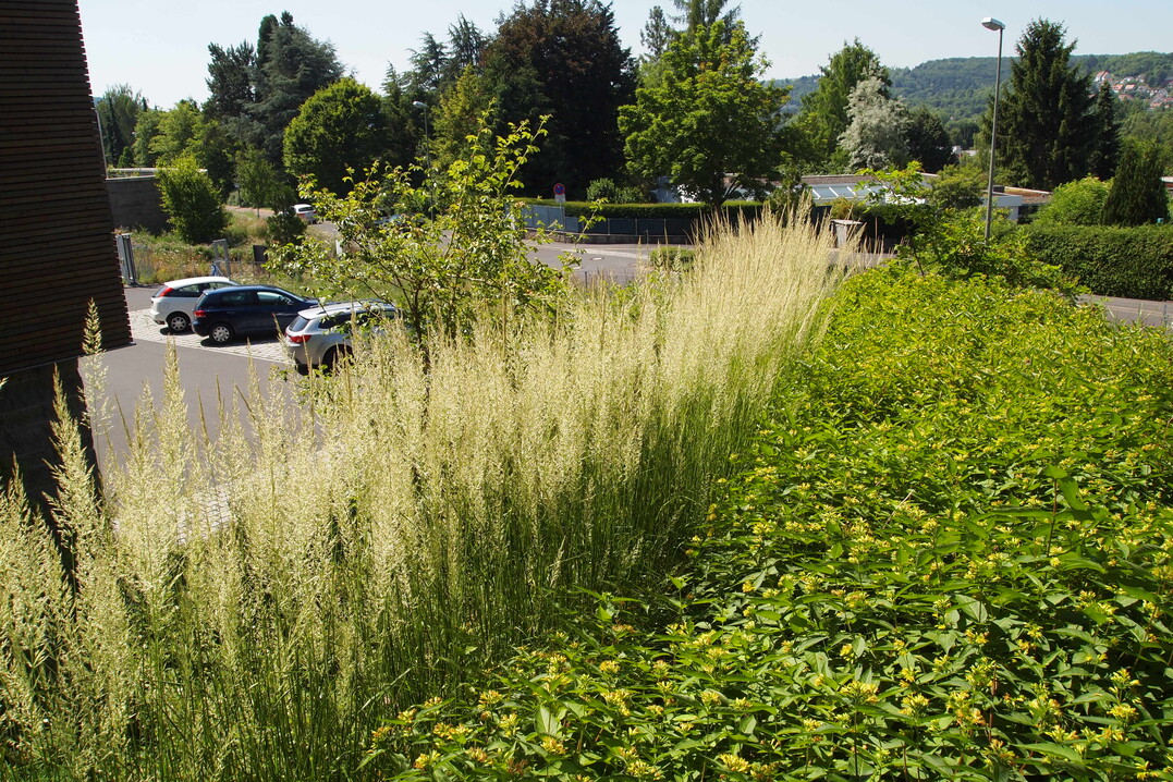 Juni 2016, trotz der Konkurrenz mit niedrigen Gehölzen überzeugt Calamagrostis ‘Waldenbuch‘ am Versuchsstandort mit Gleichmäßigkeit und Üppigkeit im Wuchs. Der frühsommerliche Blütenstand erscheint als erster im Gräser-Vergleich.