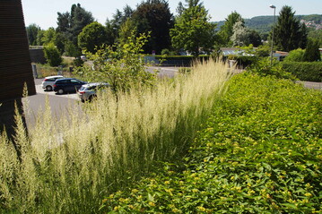 Juni 2016, trotz der Konkurrenz mit niedrigen Gehlzen berzeugt Calamagrostis Waldenbuch am Versuchsstandort mit Gleichmigkeit und ppigkeit im Wuchs. Der frhsommerliche Bltenstand erscheint als erster im Grser-Vergleich.