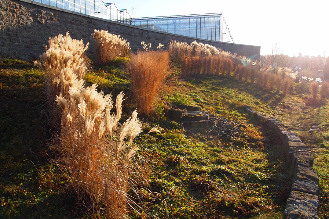 wunderbar im winterlichen Gegenlicht: die Bltenstnde von Miscanthus Rotsilber, davor Panicum virgatum Nordwind