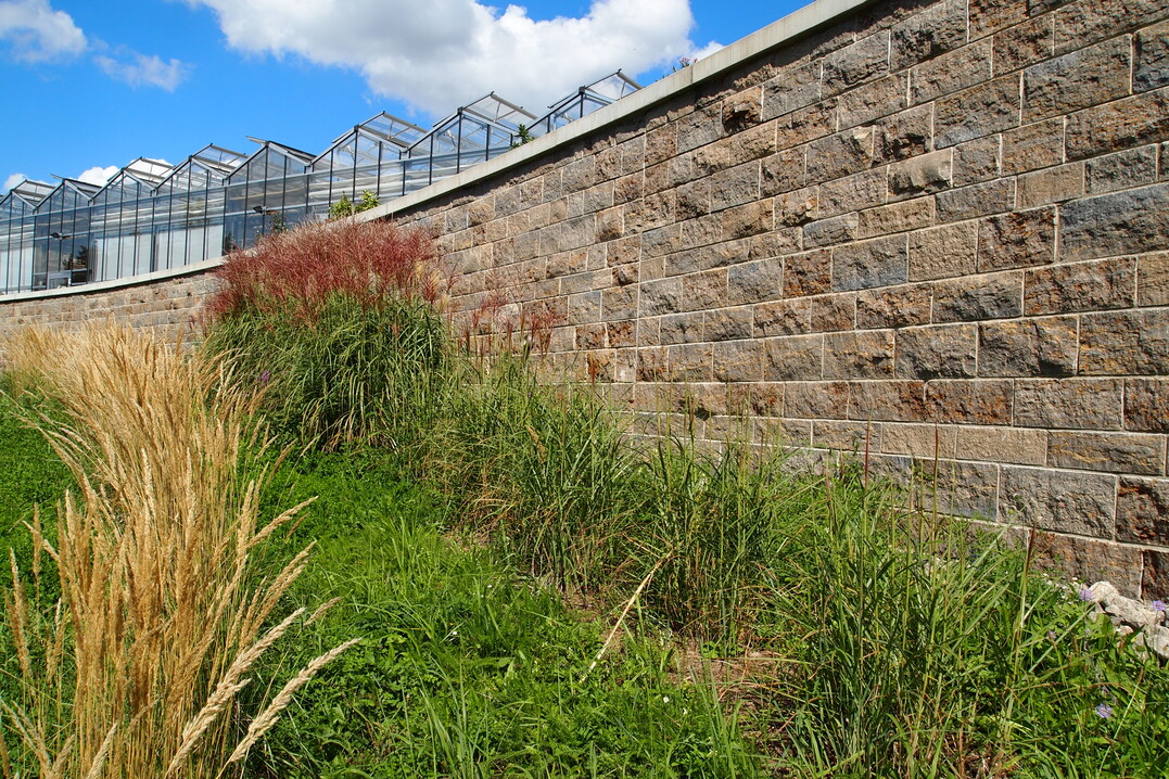 in der Grserreihe direkt vor der Mauer wird deutlich, wie stark Miscanthus auf verschiedene Bodenfeuchtigkeiten reagiert.
