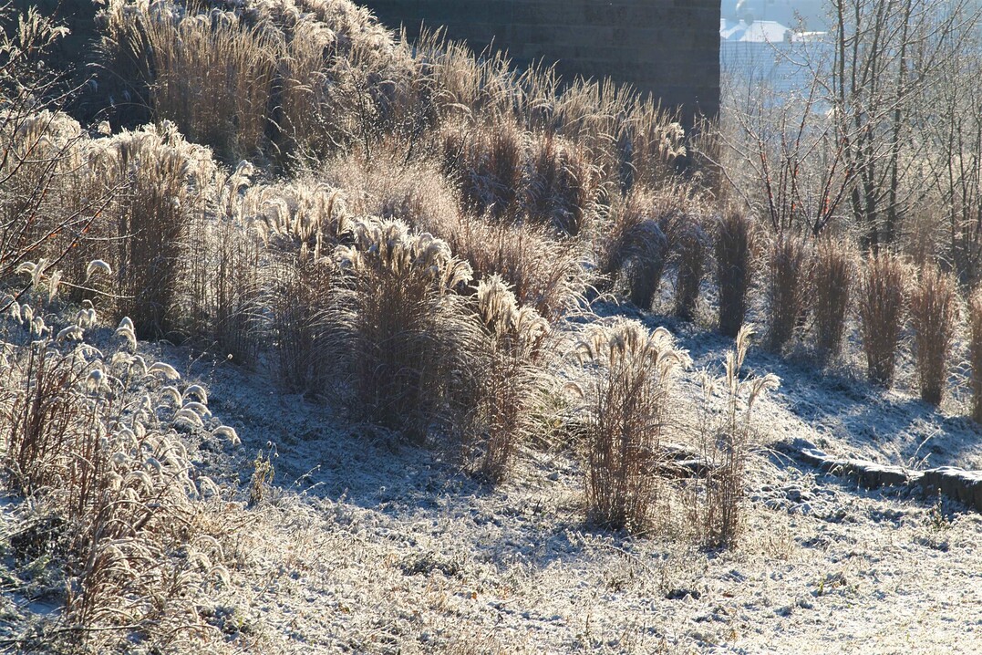 Januar 2016, die dreijhrigen hohen Heckenstreifen haben strukturell auch noch im Winter einiges zu bieten- insbesondere dann, wenn sie mit Raureif bedeckt sind.