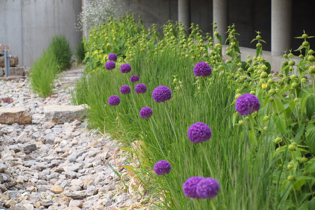 Die Bltenkugeln von Allium Ambassador wirken vorzglich mit den frisch ausgetriebenen Halmen von Calamagrostis Karl Frster. Der hohe Kugellauch konnte sich hier leider wohl aufgrund von Nhrstoffmangel nicht dauerhaft halten