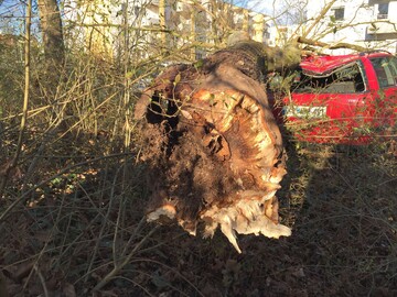 Immer noch traurige Tagesordnung: Wenn Baumwurzeln bei Tiefbaumanahmen beschdigt werden, verliert der Baum seine Standsicherheit und strzt ber kurz oder lang um.