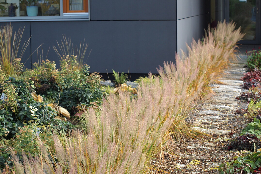 Oktober 2015, das Diamantgras Calamagrostis brachytricha kann zwei Jahre nach der Pflanzung bereits mit einem schnen Bltenstand punkten.