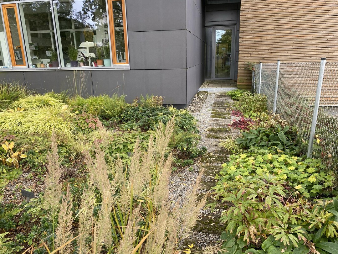 Oktober 2021, von der ehemaligen Grserhecke aus Calamagrostis brachytricha ist nicht mehr viel zu sehen. Ein Groteil der Pflanzen ist in den zwei Jahren zuvor ausgefallen