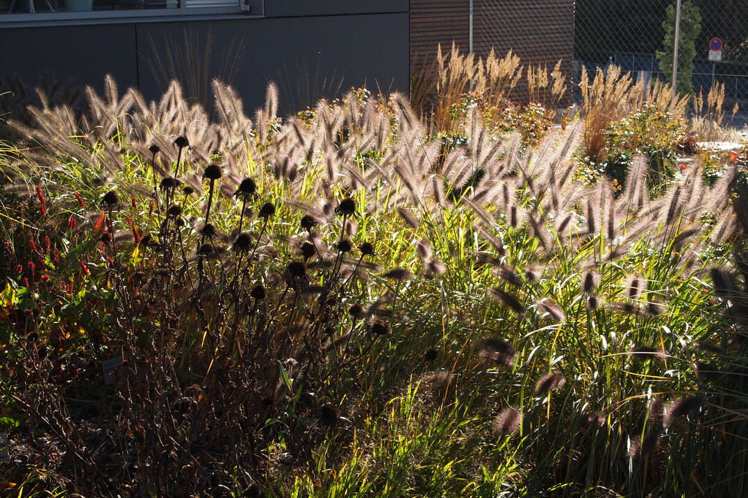 Oktober 2016, die Lampenputzer von Pennisetum alopercuroides var. viridescens sind im herbstlichen Gegenlicht beraus beeindruckend