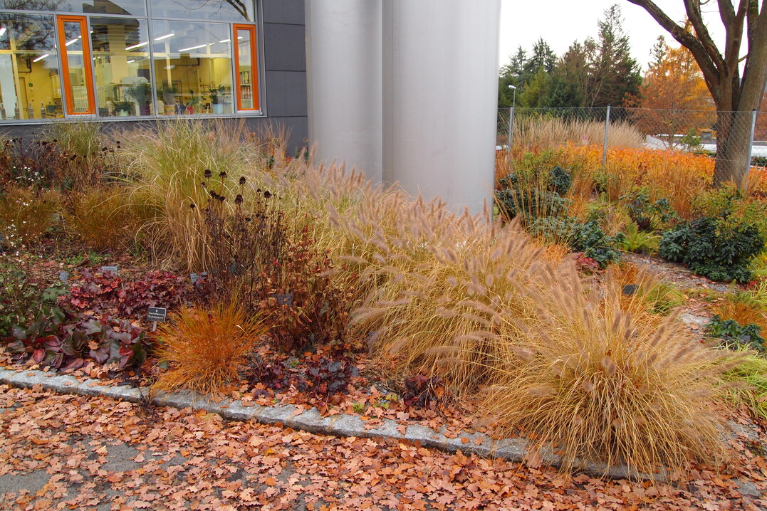 Bis heute performt Pennisetum alopercuroides var. viridescens als homogener Heckenstreifen mit schner Wuchsform, Herbstfrbung sowie reichlich Bltenstnden