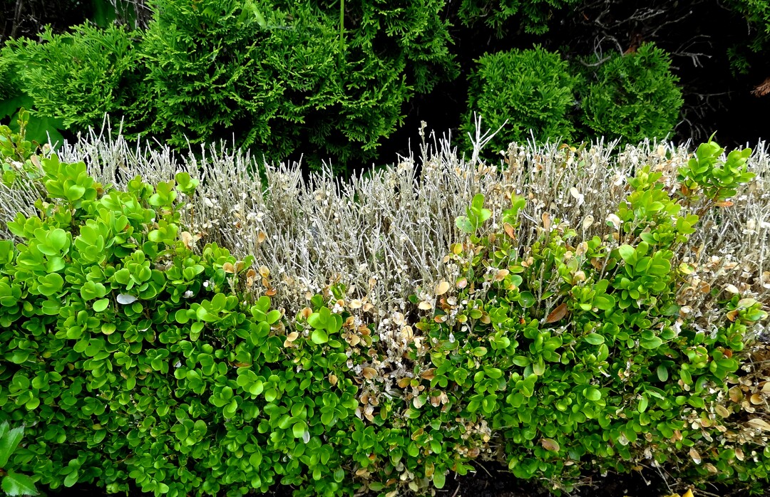 Buchsbaum Blattfall und Triebsterben, verursacht durch Cylindrocladium 