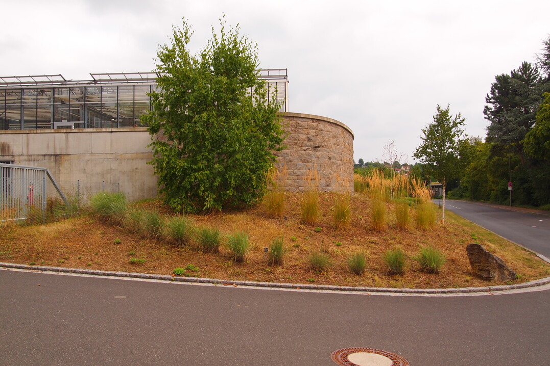 August 2019, nach zwei auerordentlich trockenen Jahren kann bei Calamagrostis Karl Frster und Sorghastrum Sioux Blue auch trotz gelegentlicher Erhaltungsbewsserung der visuelle Eindruck im Vergleich zu 2015 nicht berzeugen.