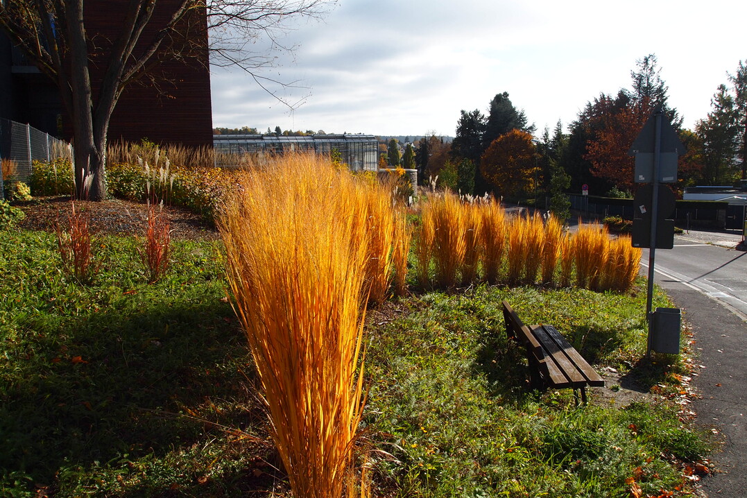 Oktober 2016, Panicum virgatum Nordwind steht bis weit in den Winter mit straff aufrechten Grserhalmen. Im Herbst prsentiert sich das im Sommer graugrne Gras zudem mit einer leuchtend orangegelben Frbung.