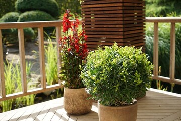 Der Ilex maximowicziana `Impala` ist eine Variante der japanischen Stechpalme, der dem Buchsbaum sehr hnelt.