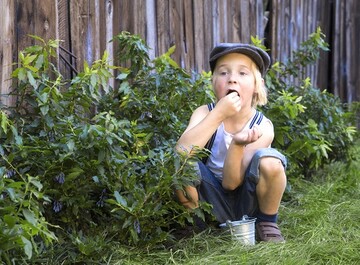 Die Beeren der Lucky Berry-Pflanzen haben ausgesprochen positive Eigenschaften und finden in jedem Garten ihren Platz. 