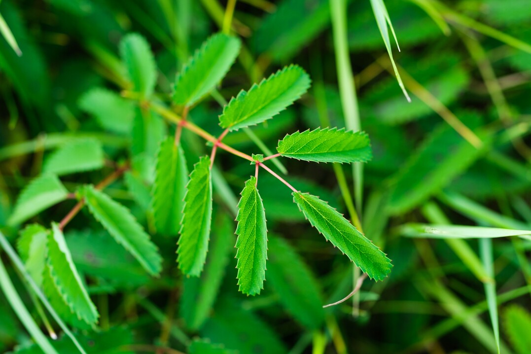 Unpaarig gefiedertes Laub von Sanguisorba officinalis. 