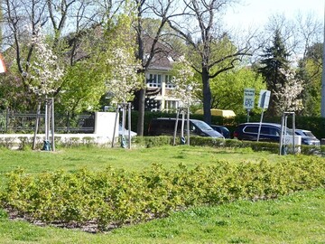 Rauendorfplatz in Berlin: Pflanzungen von Bumen 2016-2017 und Neuanlage Rosenbeet 2019.