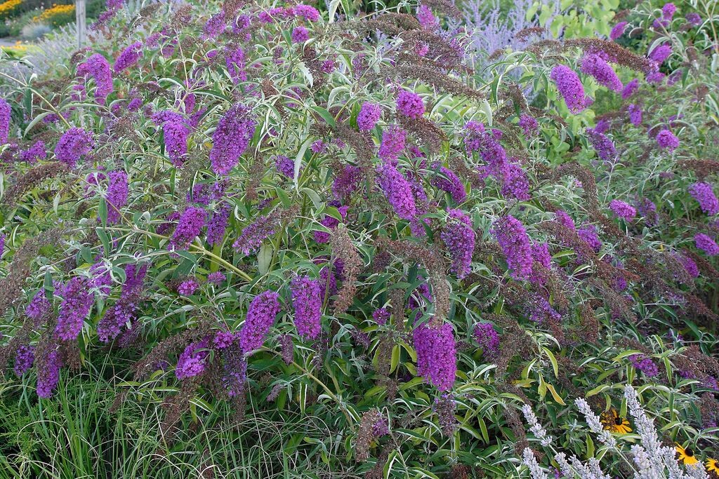 Verkaufsverbot für Kirschlorbeer und Buddleja DEGA GALABAU das
