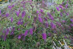 Buddleja davidii, der Schmetterlingsflieder<br>