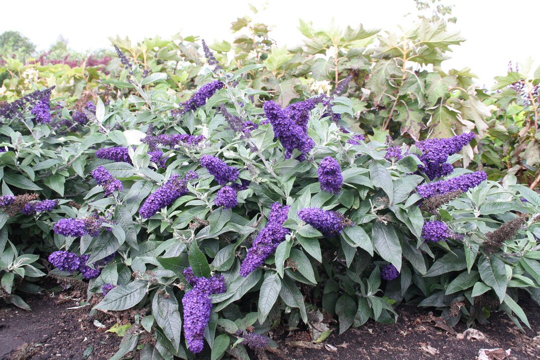 Als beste Neuheit wurde Buddleja davidii "SMNBDBT" ausgezeichnet.