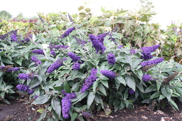 Als beste Neuheit wurde Buddleja davidii "SMNBDBT" ausgezeichnet.