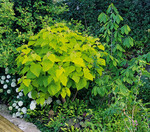 Das Laub des Trompetenbaums (Catalpa bignonioides) der gelblaubigen Auslese "Aurea" wirkt besonders frisch.
