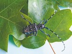 Gefürchteter Quarantäneschädling: Anoplophora chinensis