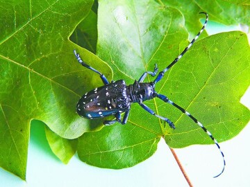Gefrchteter Quarantneschdling: Anoplophora chinensis 