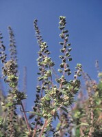 Ambrosia artemisifolia