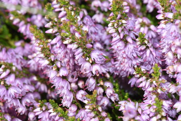Besenheide (Calluna vulgaris)<br>