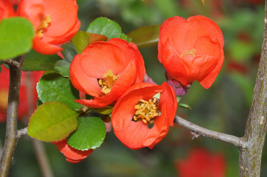 Leuchtendes Orange ....