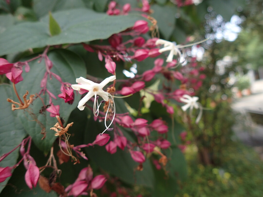Clerodendron trichotomum var. fargesii ist sdlich der Alpenkette oft in Grten zu sehen. In vi9elen Regionen funktioniert er aber mittlerweile auch in Mitteleuropa.