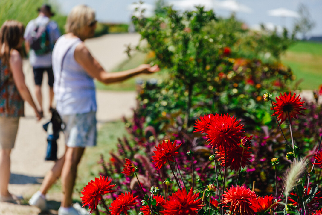 Dahlienblte im Uferpark