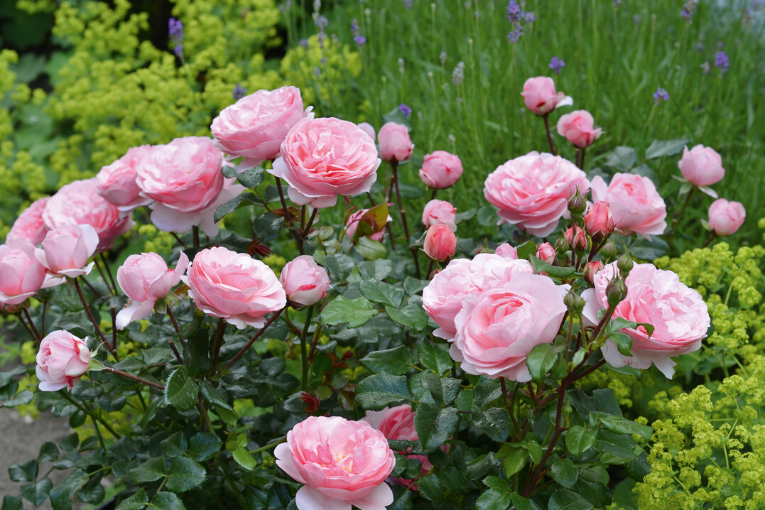 DARLING® ist die Gewinnerin der Goldenen Rose von Baden-Baden 2024.