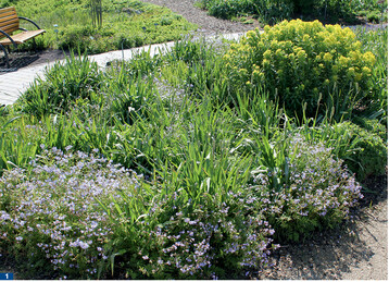 Neben der <em>Euphorbia </em>sind es vor allem die <em>Polemonium </em>-Arten, die in der Mischung Nymphenreigen fr den Blhaspekt sorgen. <em>Geranium </em>webt sich durch die Pflanzung und trgt im Sommer violette, zart geaderte Blten.