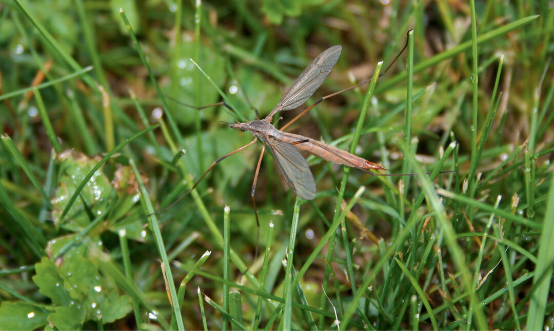 Wiesenschnake auf der Suche nach Eiablagestellen