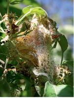 Gespinstmottenbesatz an Apfel