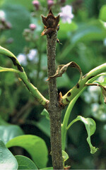 Bakterielle Welke an Flieder