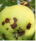 Schorfsymptom an einem Apfel