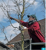 Pflegeleistungen wie Baumschnitt und Staudenflächenpflege gehören bei freiraum* ebenso zum Programm ...