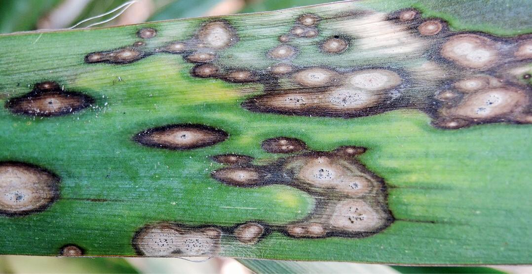 Durch Blattfleckenpilze hervorgerufene Flecken an <em>Yucca </em>