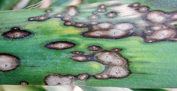 Durch Blattfleckenpilze hervorgerufene Flecken an <em>Yucca </em>